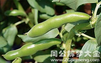 梦见卖豆角没卖掉，梦见卖豆角子