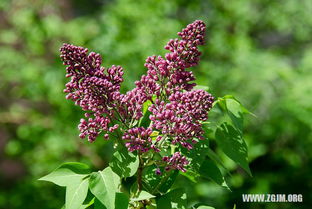 梦见对视一笑，在梦里和别人对视