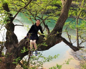 梦见一棵大树很粗壮茂盛，梦见一棵大树上结着很多果子