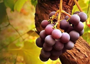 梦见地上长葡萄树，梦见地里长了葡萄