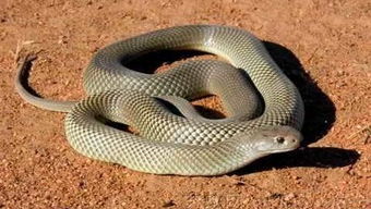 七星彩解梦梦到蛇