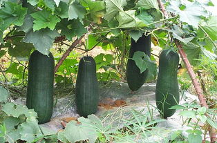 梦见看到好几个冬瓜是什么寓意，梦见好几个大冬瓜