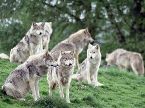 梦到有狼群追，梦到狼群追赶逃跑成功