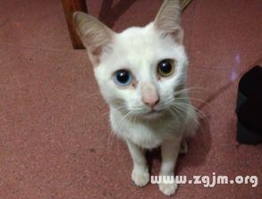 梦见有猫一直缠着我咬我，梦见有猫有狗是什么意思