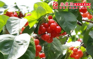 梦见樱桃汁，晚上梦见樱桃