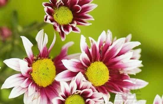 周公解梦吃野果树，做梦吃野果 特别好吃