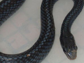 梦到蛇变成小孩子很喜欢我，梦到蛇变成小孩一直缠着自己,我一直打那个小孩