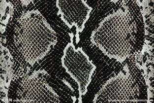 梦见很多蛇皮是什么预兆，梦见很多蛇皮挂在树上