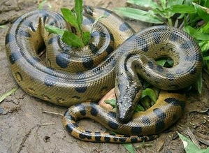 周公解梦梦到蟒蛇追我，周公解梦梦到蟒蛇和狗