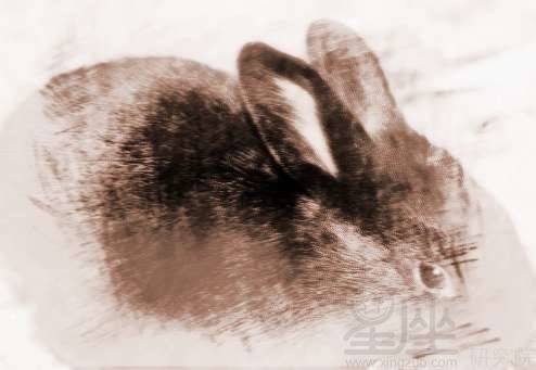 梦到兔子幼崽，梦见兔崽子是什么意思
