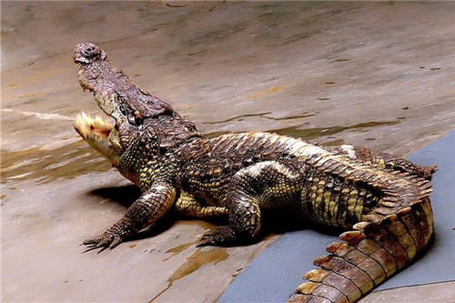 梦见鳄鱼活了，梦见鳄鱼很乖