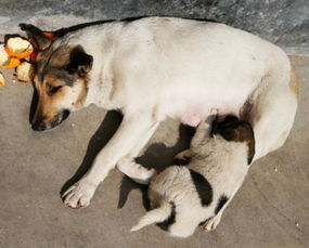 梦见监狱和狗，梦见监狱的场景好不好