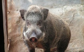 做梦见野猪，梦见,野猪