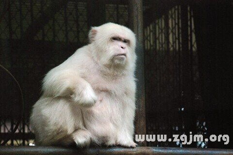 梦到小白猴，梦见白面猴子