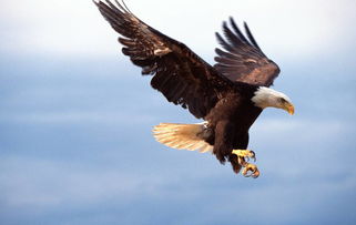 做梦梦到老鹰，梦见老鹰是怎么回事