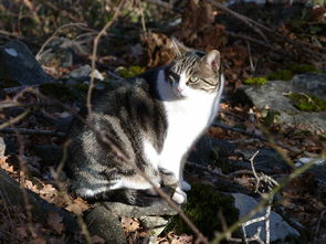 梦到哄孩子玩游戏，梦哄小孩玩