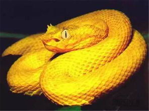 梦见和蛇王是个男人和他相恋，梦见和蛇王打架