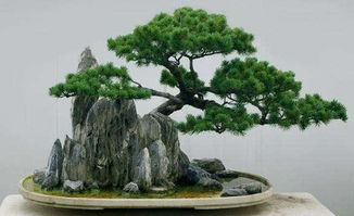 梦见送盆栽，梦见送别人绿植盆栽