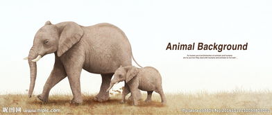 梦到大象喝水是什么意思周公解梦，梦见大象喝水是什么预兆