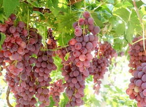 周公解梦梦见葡萄树发芽，周公解梦梦见葡萄树被砍