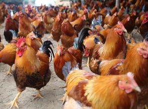 梦见好多鸡纵菌挖鸡枞是什么意思，梦到好多鸡纵