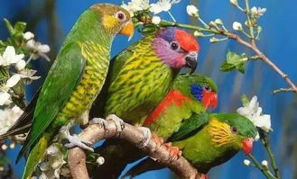 做梦梦到白鹦鹉，梦见白色的鹦鹉飞到怀里