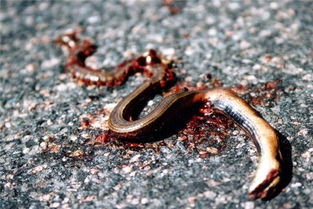 梦到喉咙里有蛇怎么回事，梦见喉咙里有虫子什么意思了?