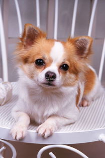 梦到狗长犄角，梦见狗长出尾巴