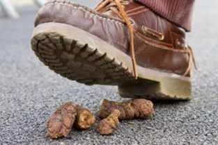 梦见扫狗屎周公解梦，梦到扫狗屎 好多狗屎