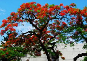 梦见山顶大树，梦见高山上有大树