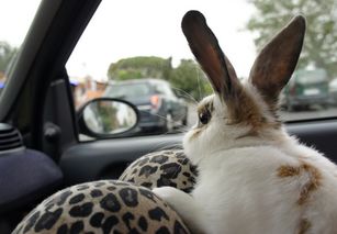 梦见动物出车祸，梦见小动物被车撞