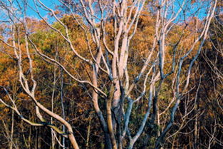 梦见移种树苗是什么意思，做梦移栽树木