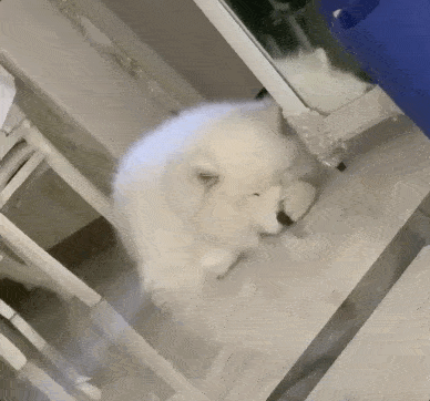 梦见玩具狗狗，梦见玩小狗仔