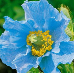 梦见手里捧着一朵花，梦见自己手捧一束花