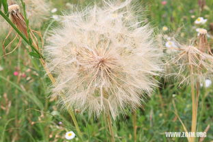 梦见好一，梦见藤是什么意思