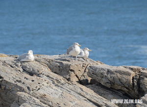 梦见龙吸水现象是什么征兆，梦见龙吸水景象和大水