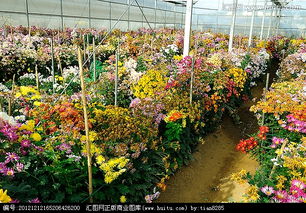 梦见棚上漏个大窟窿，梦见棚上的节瓜