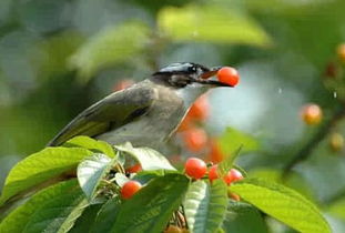 梦到手被鸟咬住不松口出血,后来把鸟给杀了，梦见手被鸟咬住不放