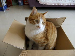 梦到猫断尾巴预示着什么，梦见给猫断尾