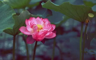 我梦到花了很多钱是怎么了?，我梦到花钱雇人包饺子