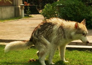 女人梦见地上有狗屎，梦见地上有狗屎狗尿好不好