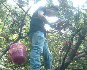 梦到爬山树柴多，梦见在山上爬树