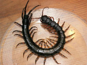 梦见蜈蚣飞天，梦见蜈蚣飞起来