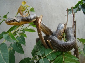 梦见有好多蛇是什么意思女人，梦见有好多蛇追我这是什么意思