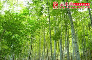 梦见竹子长高，梦见竹子疯长