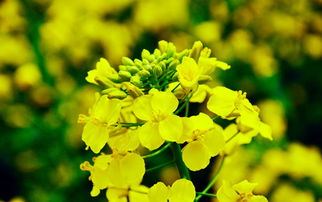 梦见经过菜地，梦见走菜地是什么意思