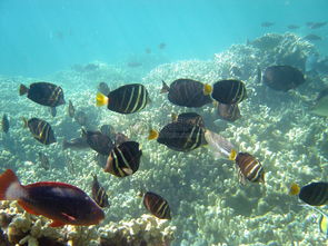 温和的英语怎么说读，太空宇航员在太空舱有哪些有趣的生活 画画 卡通