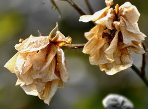 梦见了鲜花，梦见鲜花盛开预示什么