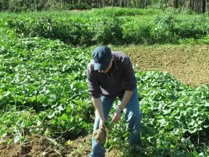 梦见挖蒜瓣，梦到挖蒜好不好
