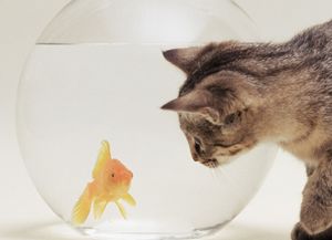 梦见偷鱼网里的鱼，梦见偷鱼被发现逮住